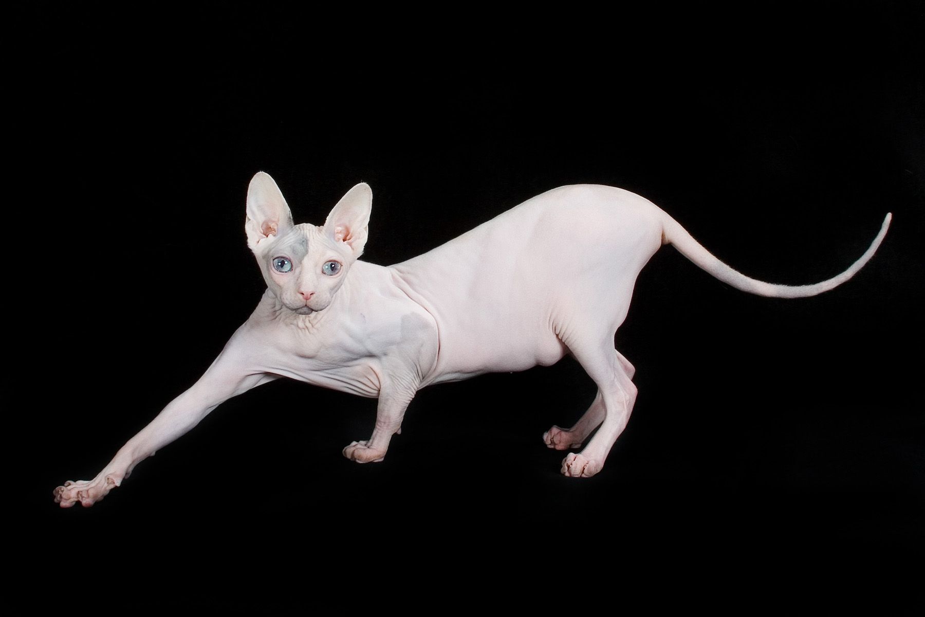 22 Very Beautiful  Sphynx Cat Photos And Pictures
