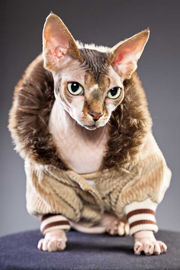 Sphynx Cat Wearing Fur Coat