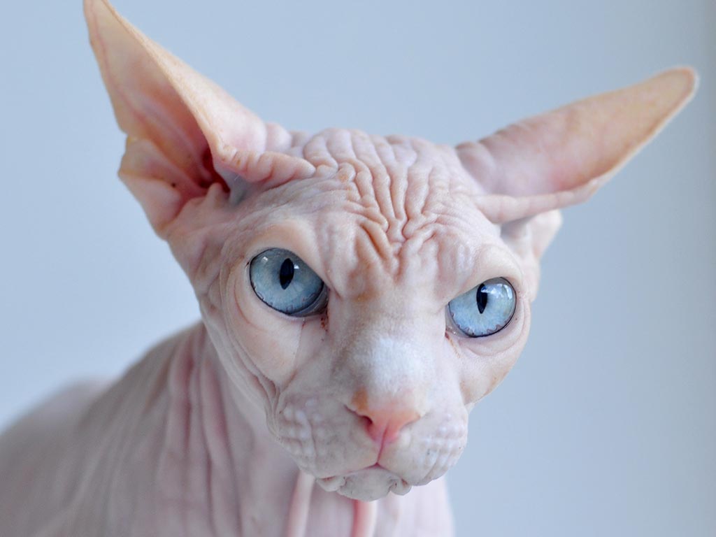 Sphynx Cat With Blue Eyes