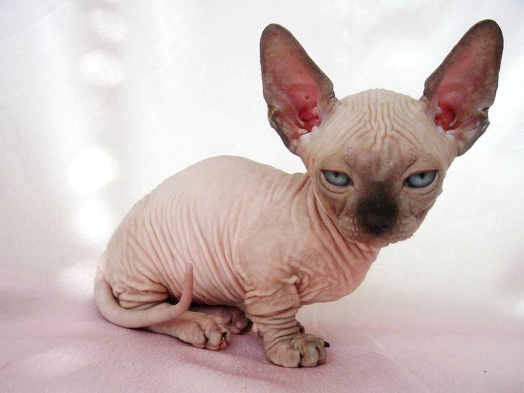 Sphynx Kitten With Blue Eyes Picture