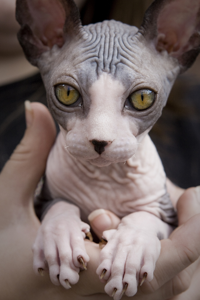 Sphynx Kitten With Yellow Eyes