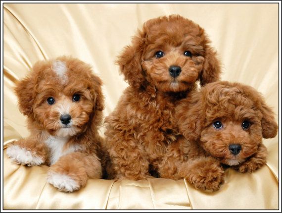 Three Cute Brown Poodle Puppies