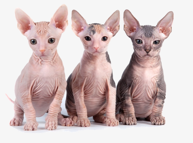 Three Cute Sphynx Kittens