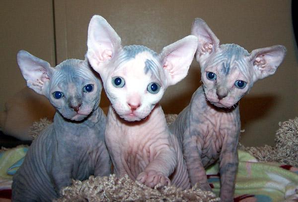 Three Sphynx Kittens Looking At Camera