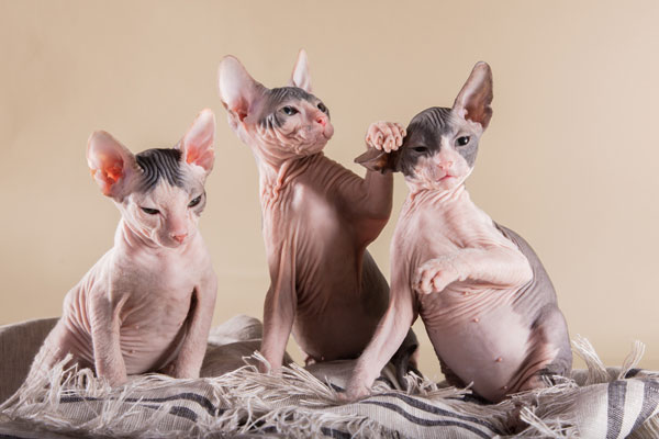Three Sphynx Kittens Playing