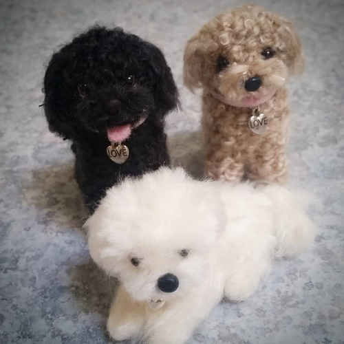Three Very Cute Poodle Puppies
