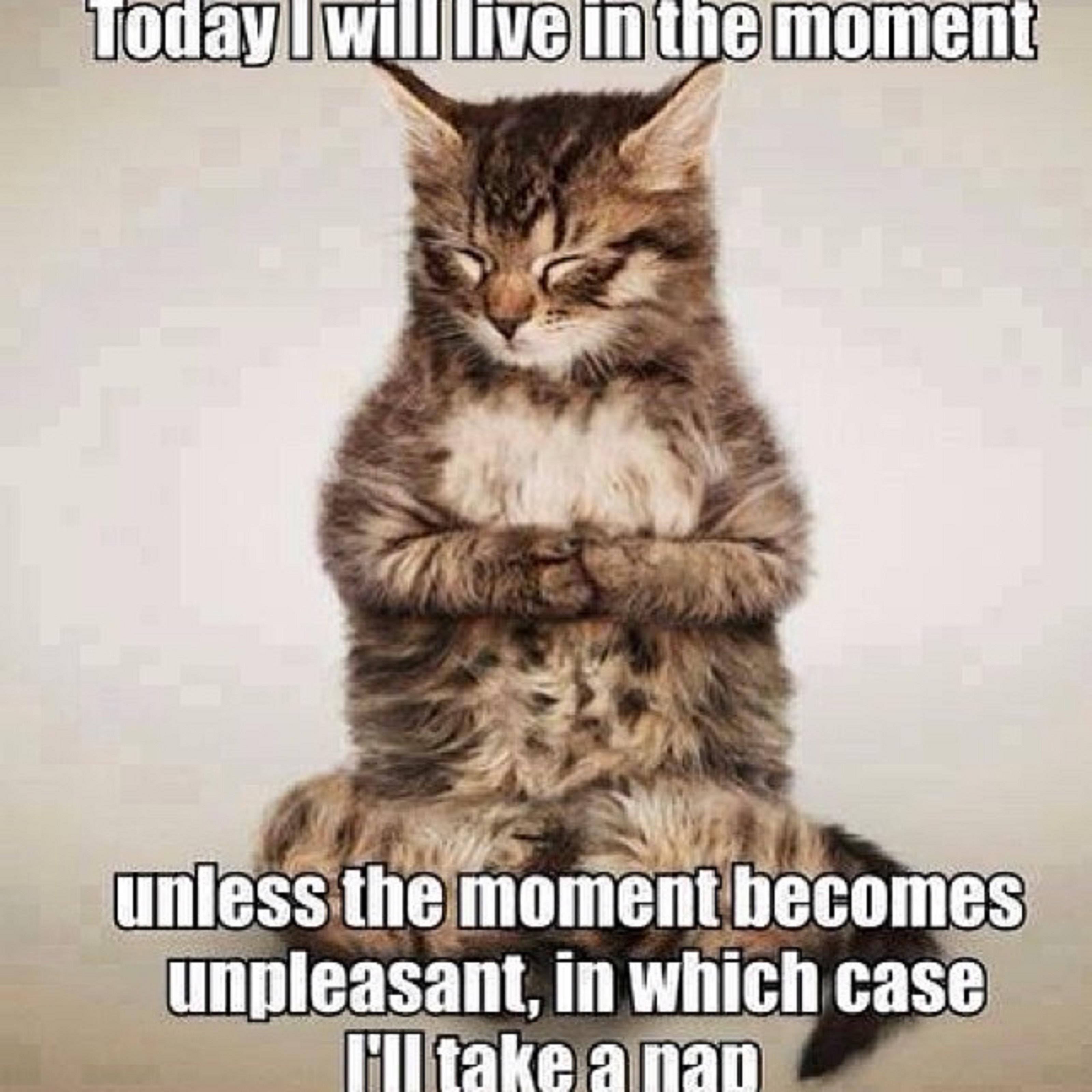 Today I Will Live In The Moment Funny Cute Cat Meme