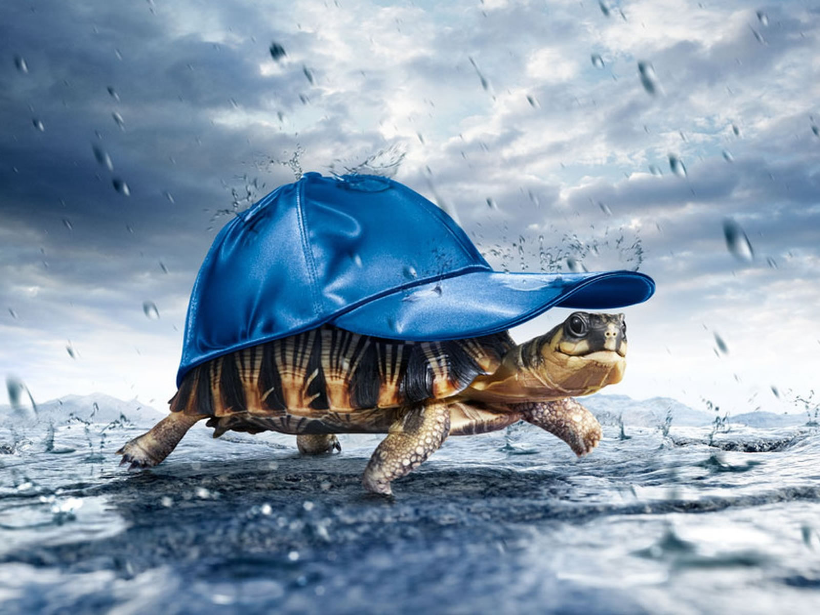Turtle With Cap Funny 3D Picture