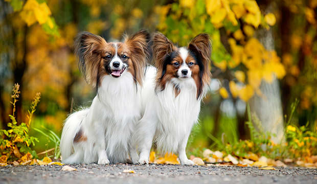 Two Cute Papillon Dog Sitting On Road