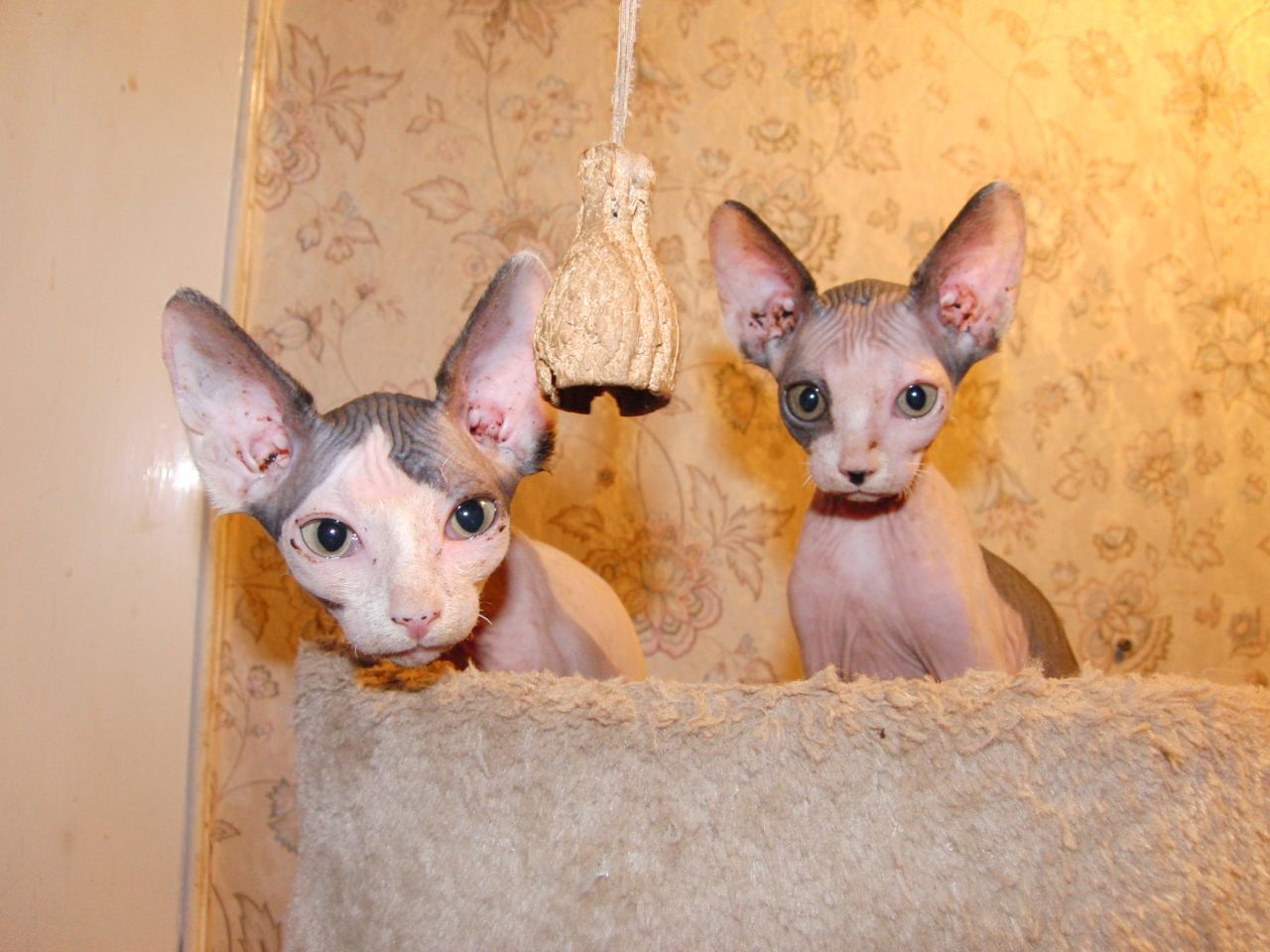 Two Cute Sphynx Kittens