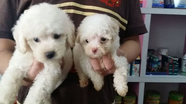 Two Cute White Poodle Puppies