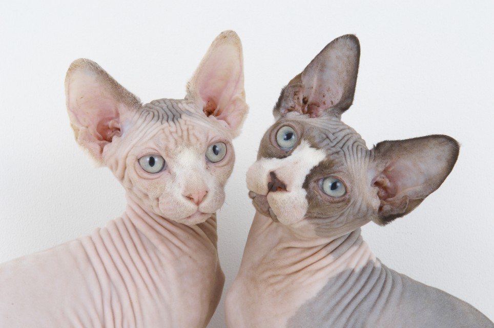 Two Sphynx Cats Picture