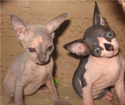 Two Sphynx Kitttens