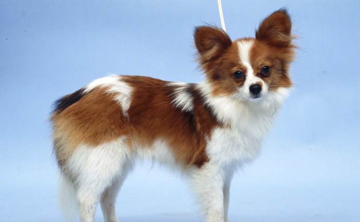 White And Brown Papillon Dog Picture