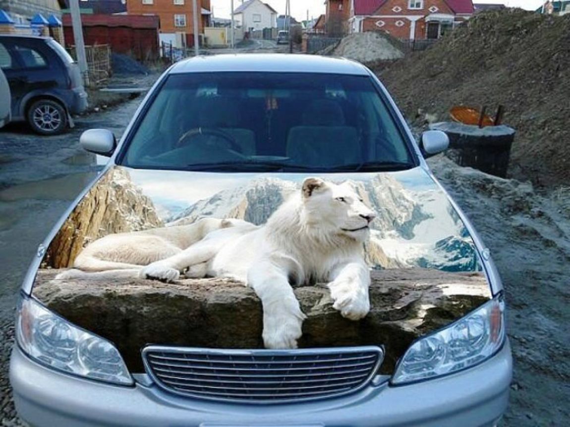 White Lion On Car Funny 3D Art Picture