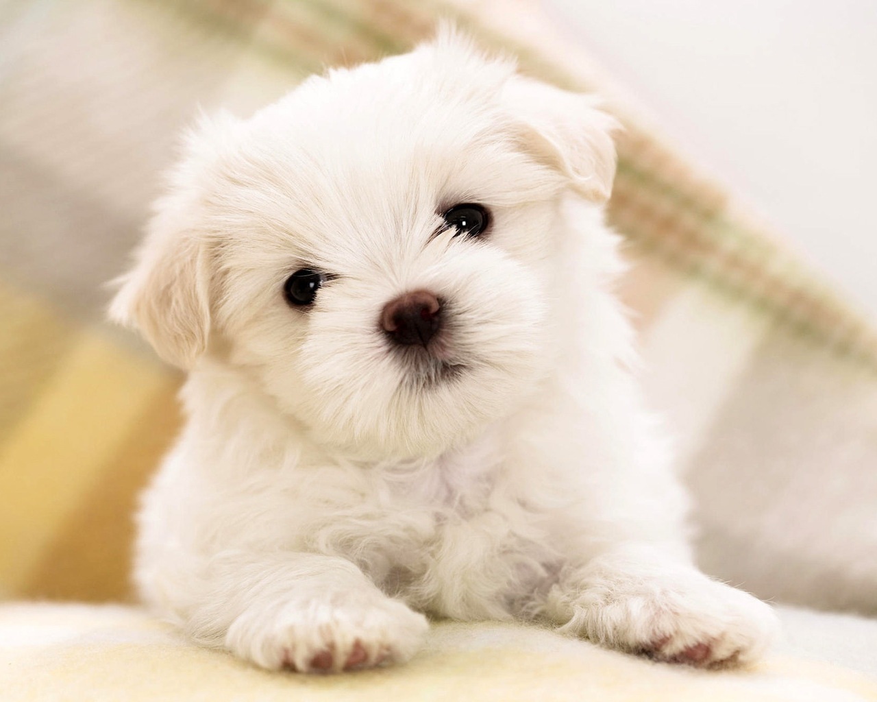 White Poodle Puppy Beautiful Picture