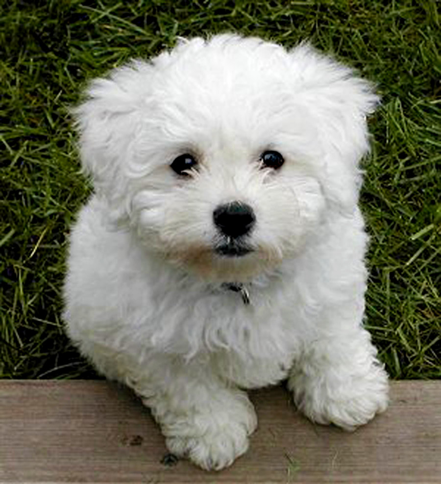 White Poodle Puppy Looking At You