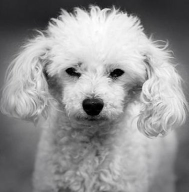 White Poodle Puppy Picture