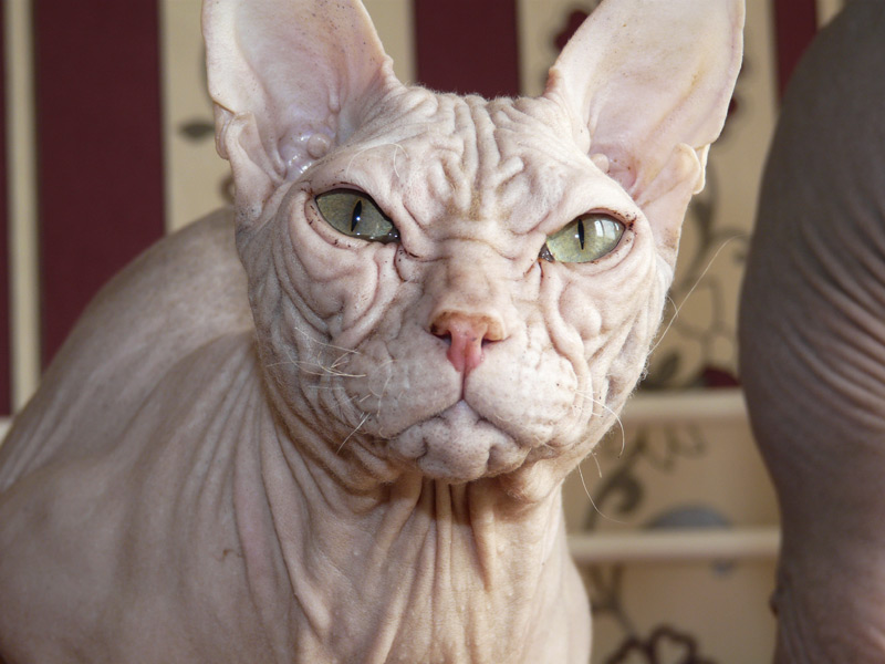White Sphynx Cat Picture