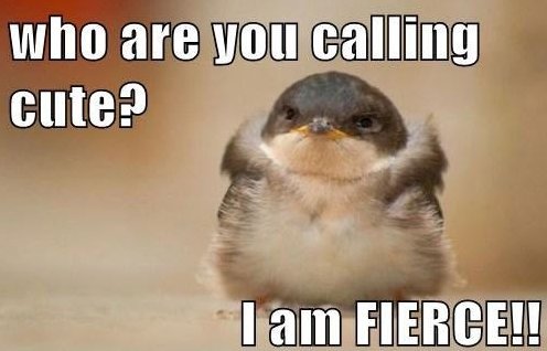 Who Are You Calling Cute Funny Sparrow Image