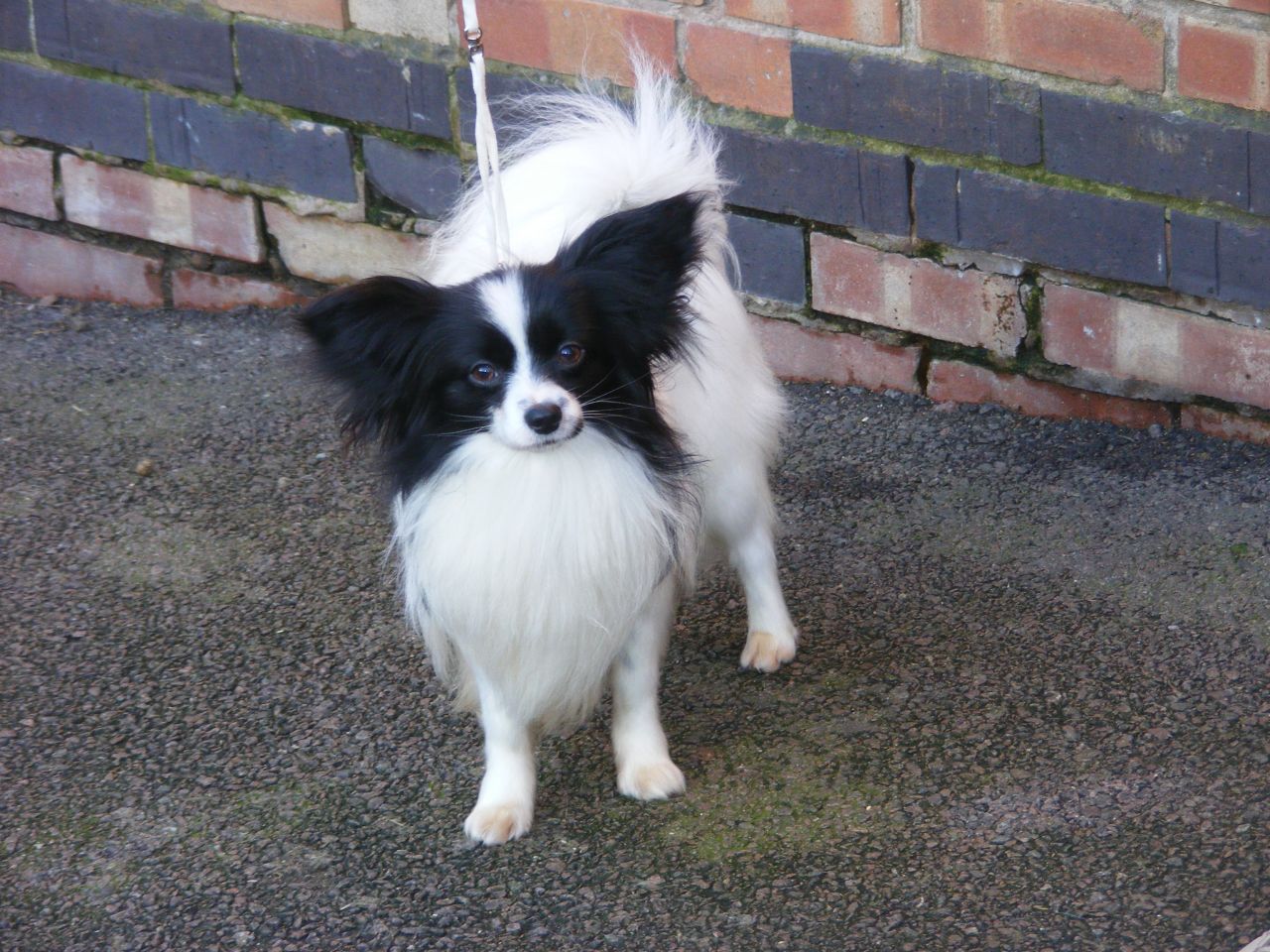 1 Year Old Black And White Papillon Dog