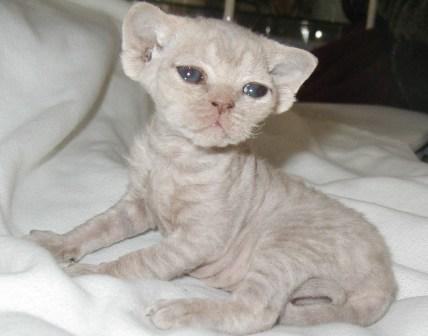 18 Dy Old Devon Rex Kitten