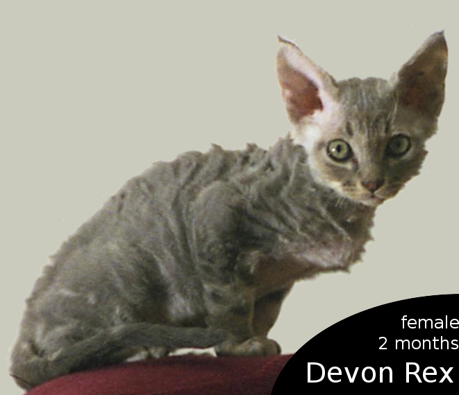 2 Months Old Devon Rex Kitten
