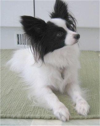2 Years Old Black And White Papillon Dog Sitting