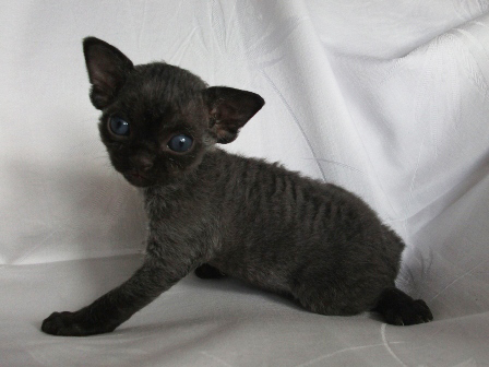 20 Days Old Black Devon Rex Kitten
