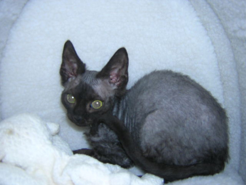 7 Months Old Black  Devon Rex Cat