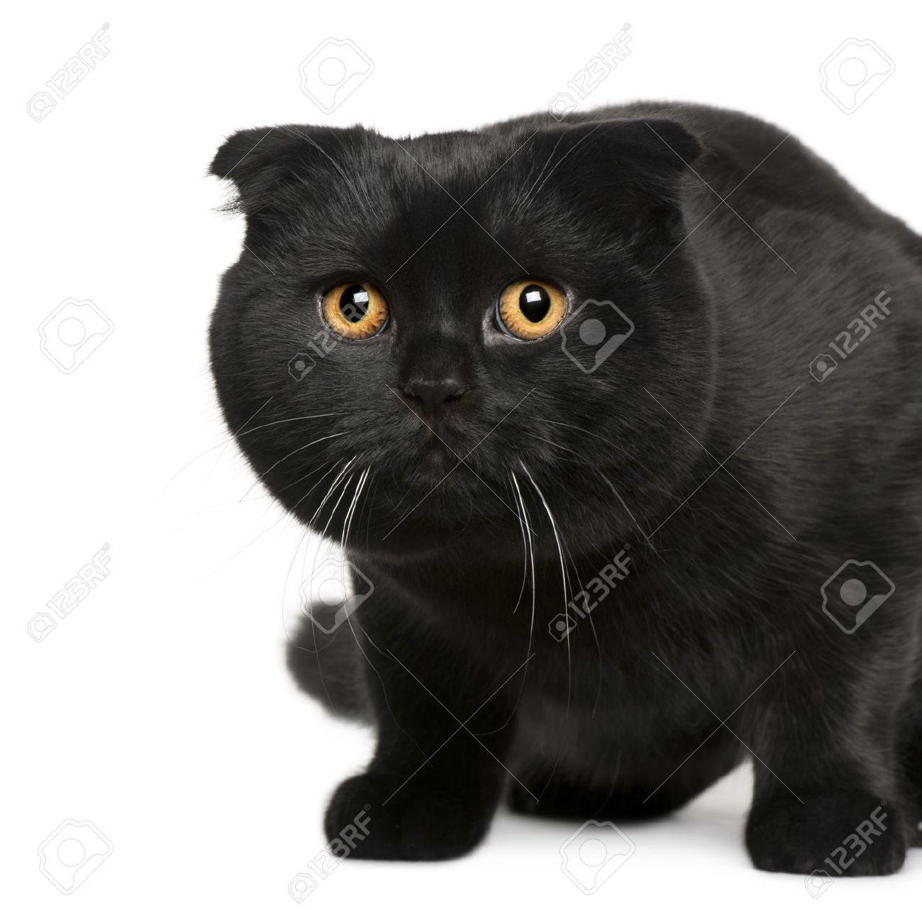 7 Months Old Black Scottish Fold Cat
