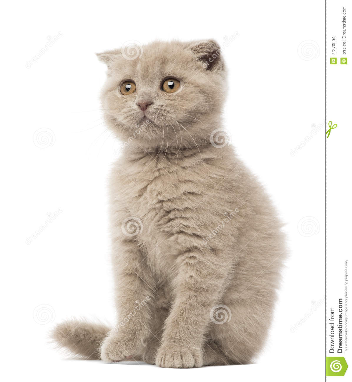 9 Weeks Old Scottish Fold Kitten