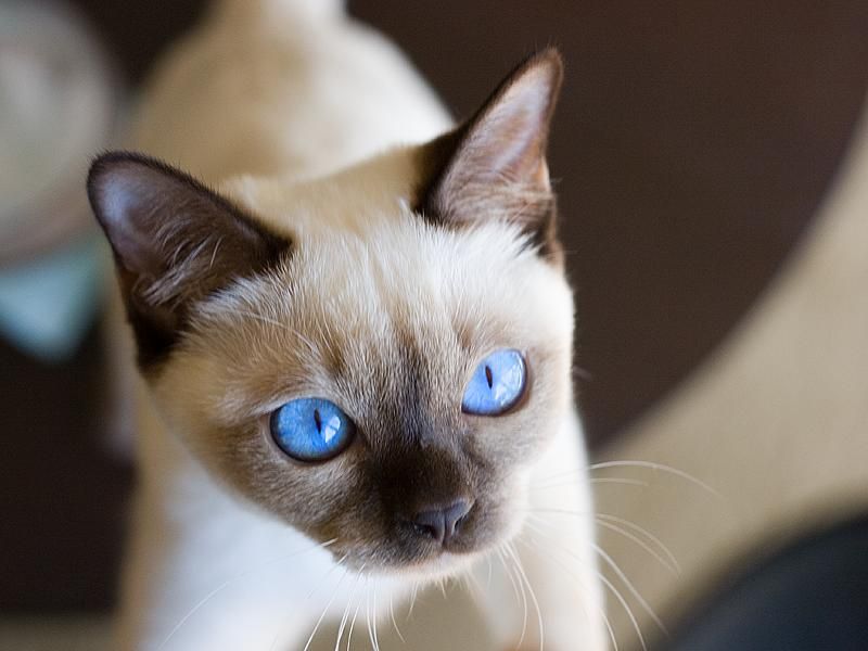 Adorable Blue Eyes Tonkinese Kitten