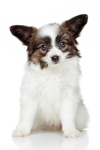 55+ Vey Cute Papillon Puppy Photos And Images