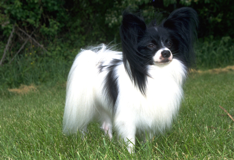 Adult Black And White Papillon Dog In Lawn