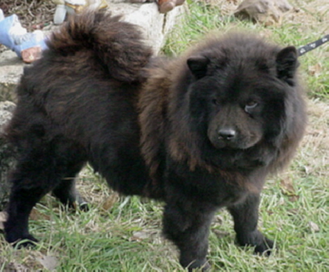 Adult Black Chow Chow Dog