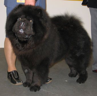 Adult Black Chow Chow
