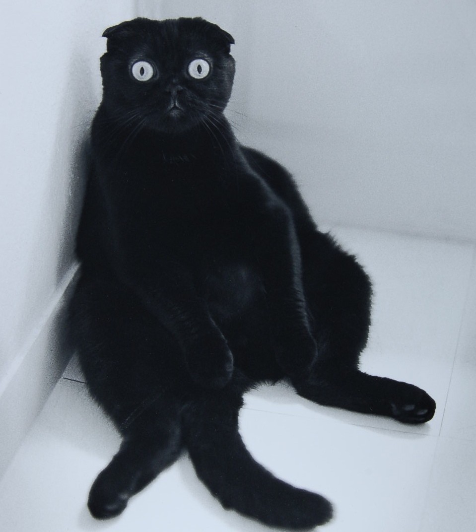 Afraid Black Scottish Fold Cat Sitting In Corner