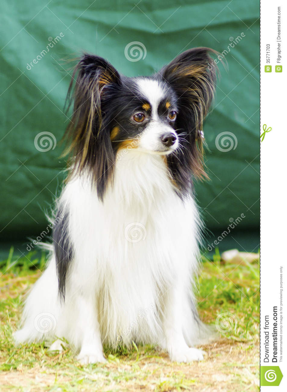 Awesome Black And White Papillon Dog Sitting
