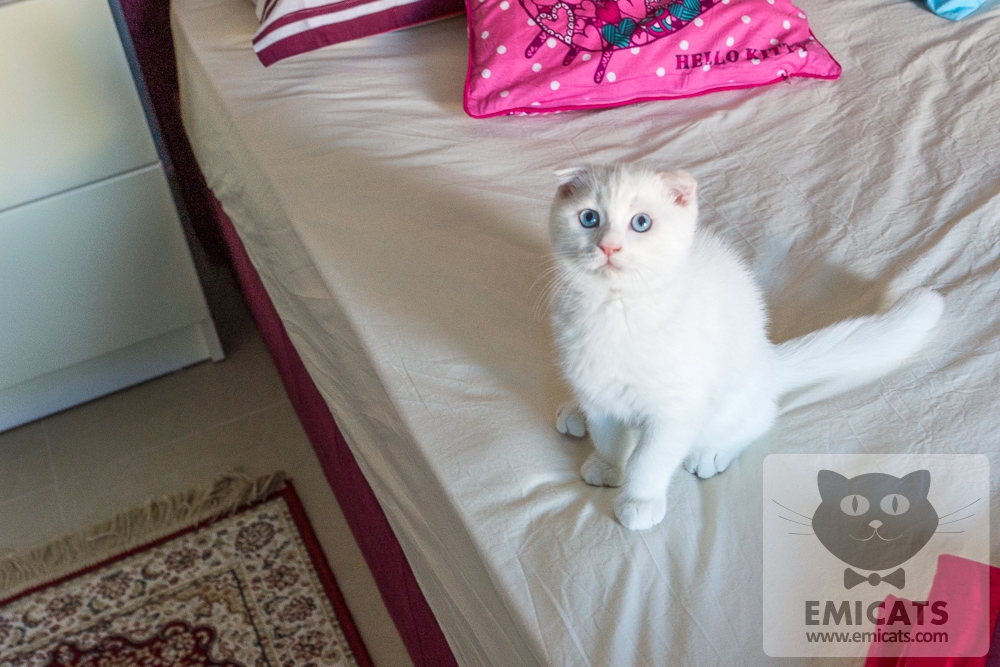 Beautiful White Scottish Fold Kitten Sitting On Bed Looking Up