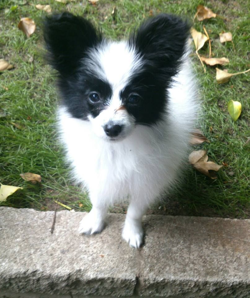 Beautiful Black And White Papillon Dog Looking Up