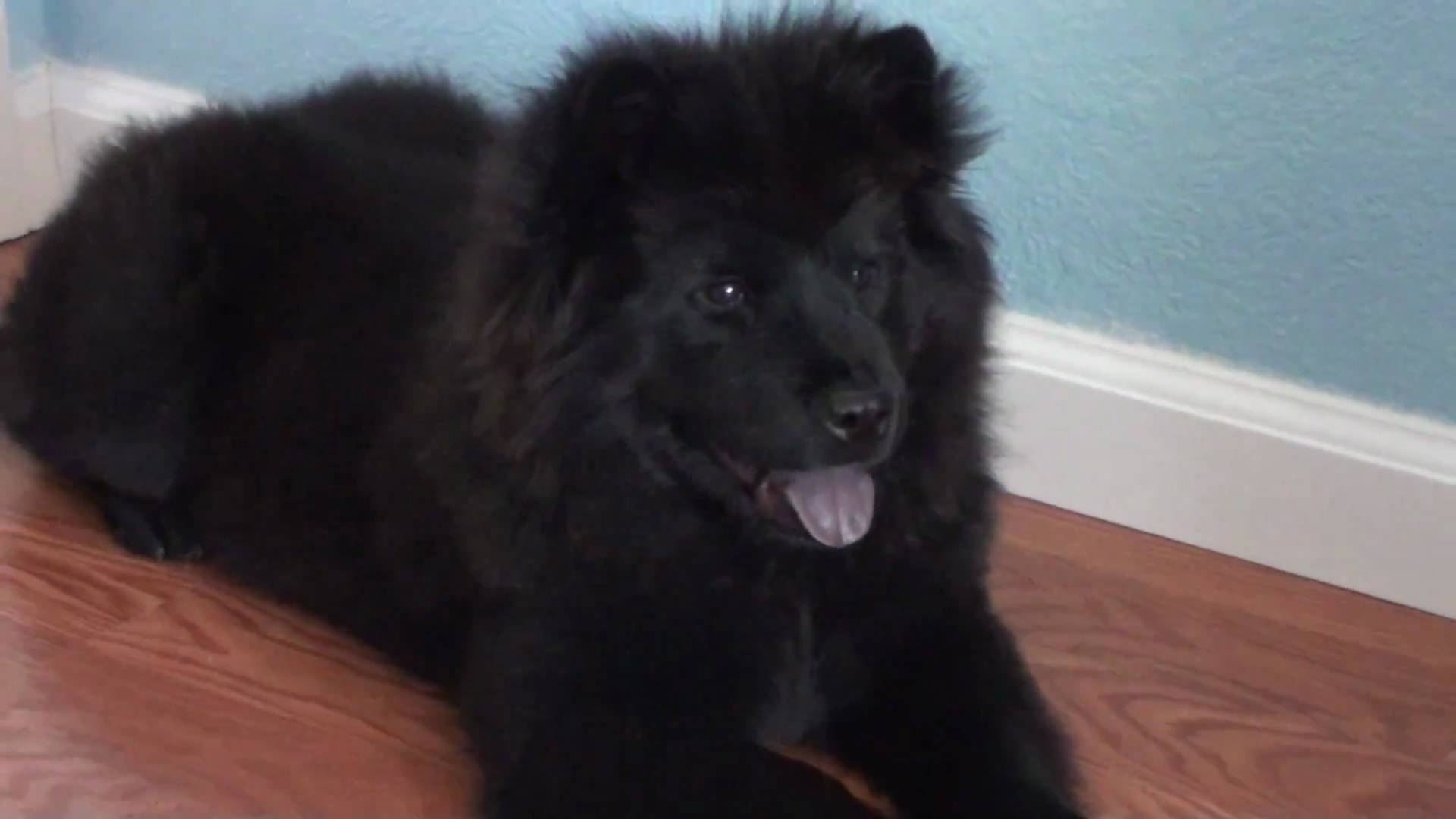 Beautiful Black Chow Chow Puppy Image