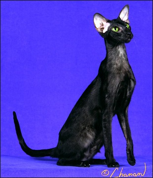 Beautiful Black Devon Rex Cat Sitting