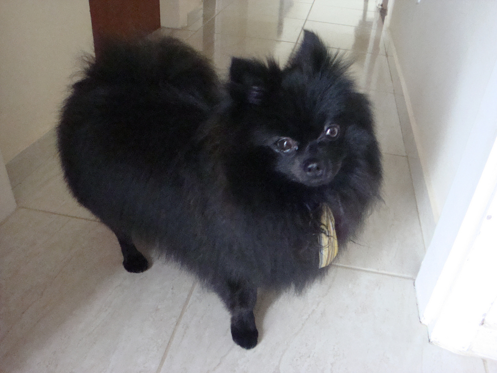 Beautiful Black Pomeranian Dog Picture