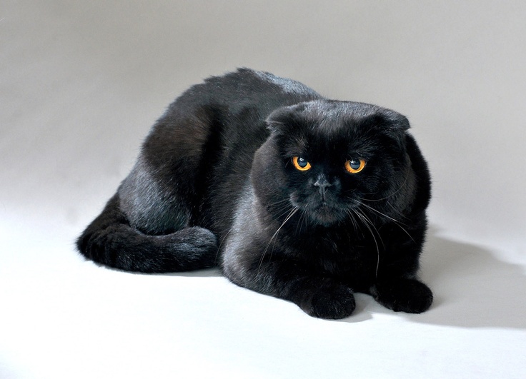 Beautiful Black Scottish Fold Black Cat Sitting
