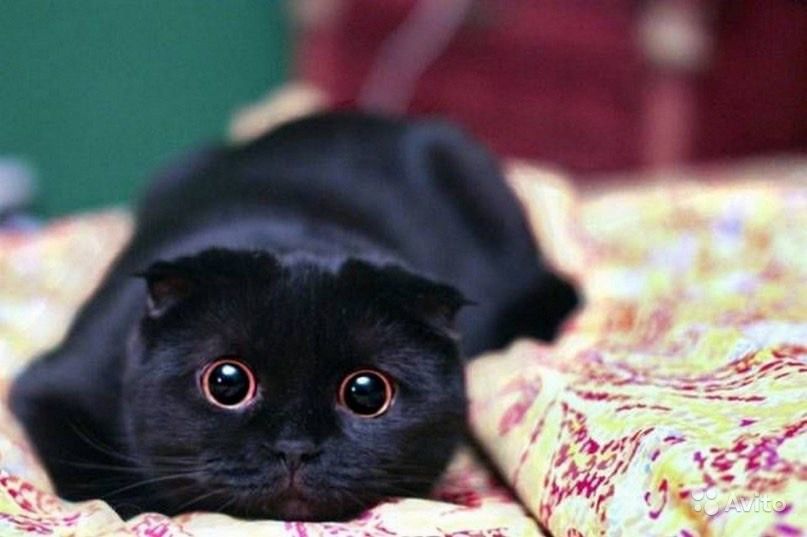 Beautiful Black Scottish Fold Cat Laying On Bed