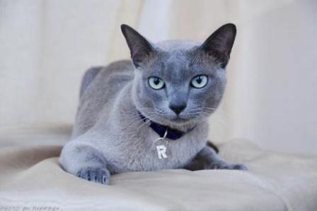Beautiful Blue Tonkinese Cat