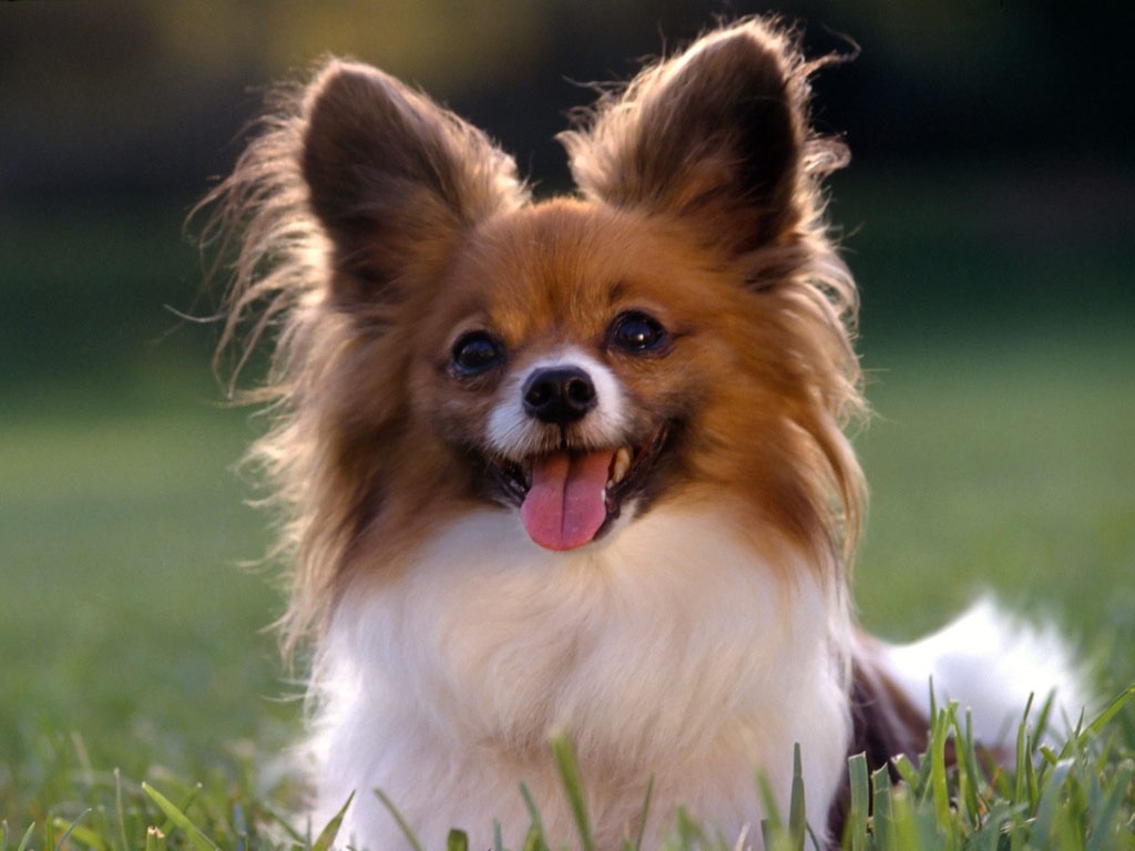 Beautiful Brown And White Papillon Dog Sitting On Grass