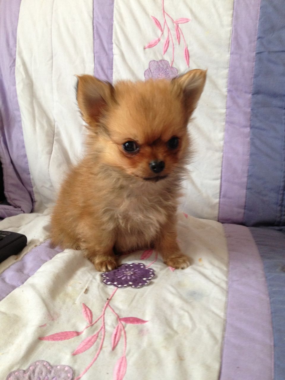 Beautiful Brown Papillon Puppy Sitting On Bed