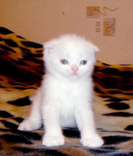 Beautiful Cute White Scottish Fold Kitten Sitting